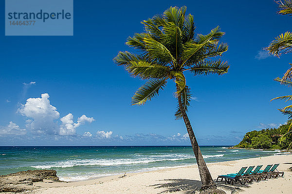 Palme im Carambola Beach Resort in Saint Croix  US-Jungferninseln