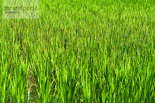 Grüne Reisfelder in Ubud  Bali  Indonesien  Südostasien