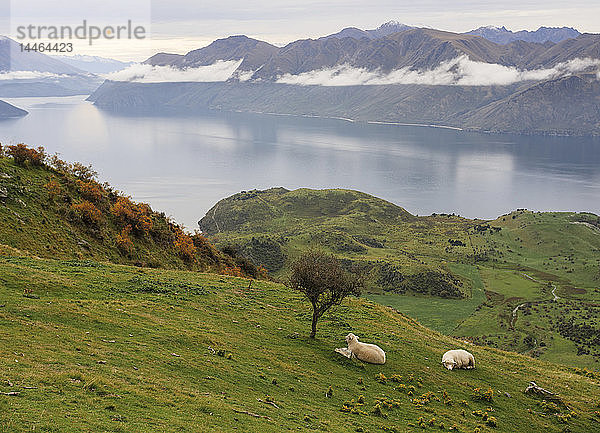 Ländliche Landschaft mit Schafen  die im Gras ruhen  mit Blick auf die Berge  Wanaka  Otago  Südinsel  Neuseeland