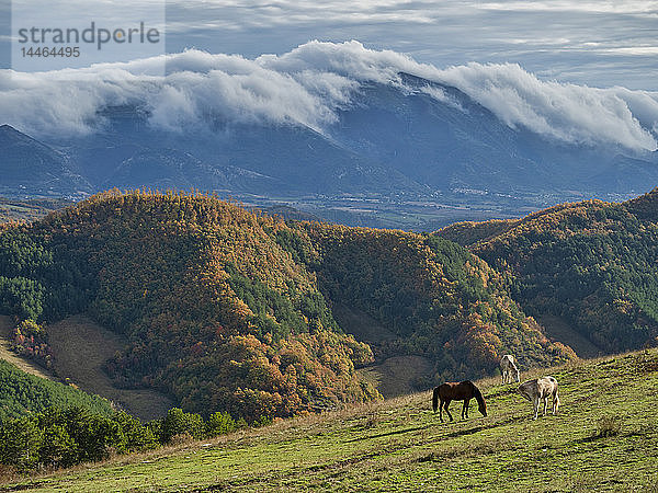 Weidende Pferde am Apennin in Italien