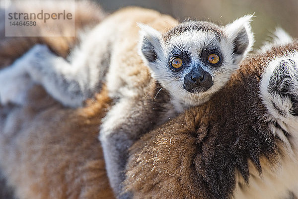 Baby-Ringelschwanzlemuren (Lemur catta)  Anja Community Reserve  Region Haute Matsiatra  Madagaskar