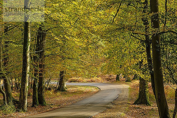 Buchen und Farnkraut in Herbstfarben entlang des Ornamental Drive  New Forest National Park  Hampshire  England  Vereinigtes Königreich