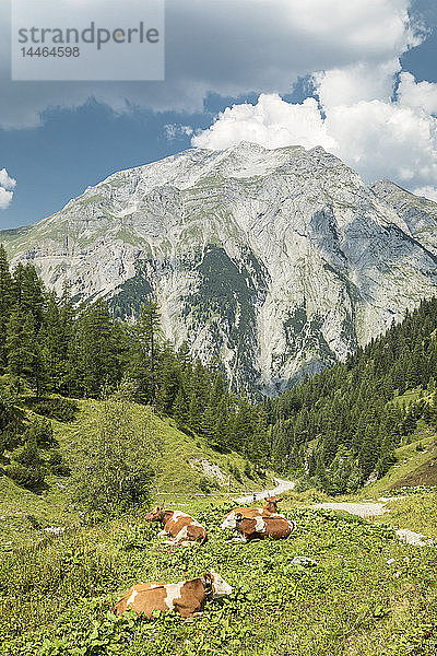 Kühe auf der Binselalm im Naturpark Karwendelgebirge  Tirol  Österreich  Europa