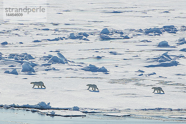 Eisbärenmutter (Ursus maritimus) mit ihren Jungen in der hohen Arktis in der Nähe des Nordpols  Arktis  Russland