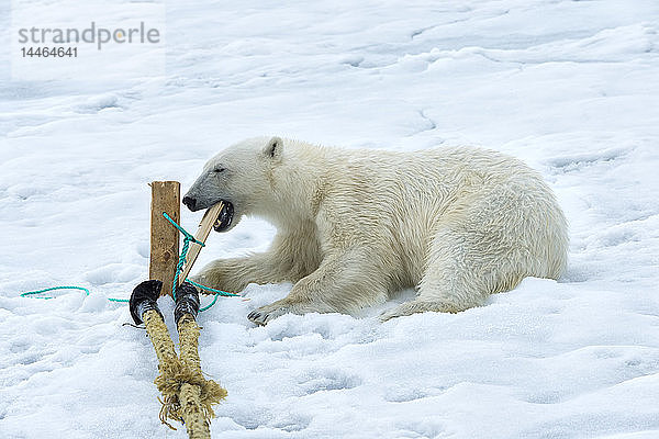 Eisbär (Ursus maritimus) inspiziert und kaut auf dem Mast eines Expeditionsschiffs  Svalbard Archipelago  Arktis  Norwegen