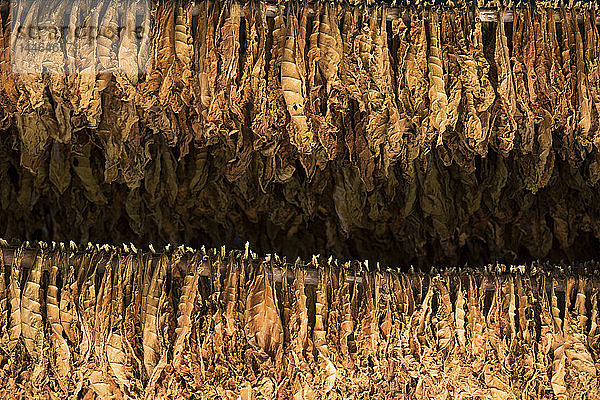 Tabakfarm für kubanische Zigarren in Vinales  Kuba  Westindien  Karibik  Mittelamerika
