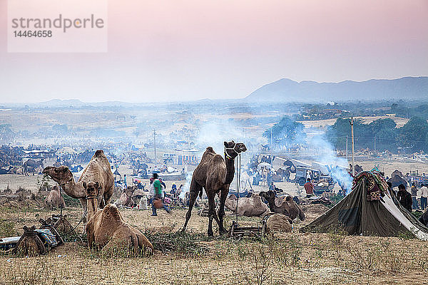 Pushkar Kamelmesse  Pushkar  Rajasthan  Indien