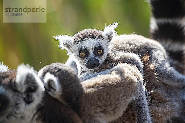Baby-Ringelschwanzlemuren (Lemur catta)  Anja Community Reserve  Region Haute Matsiatra  Madagaskar