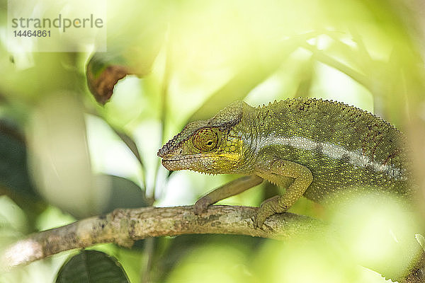 Parsons Chamäleon (Calumma parsonii)  endemisch auf Madagaskar