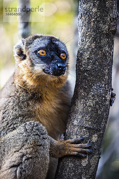 Brauner Lemur (Eulemur fulvus)  Andasibe  Madagaskar