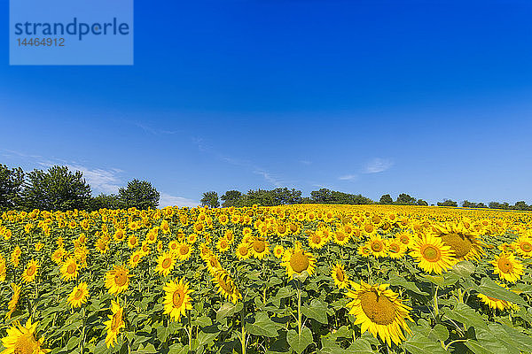 Sonnenblumenfeld im Burgenland  Österreich