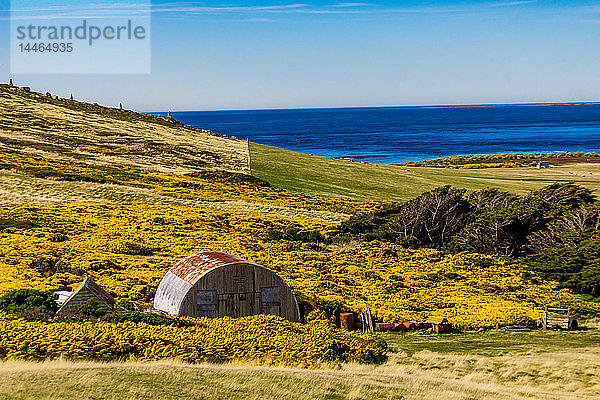 Aussicht auf New Island  Falklandinseln  Südamerika