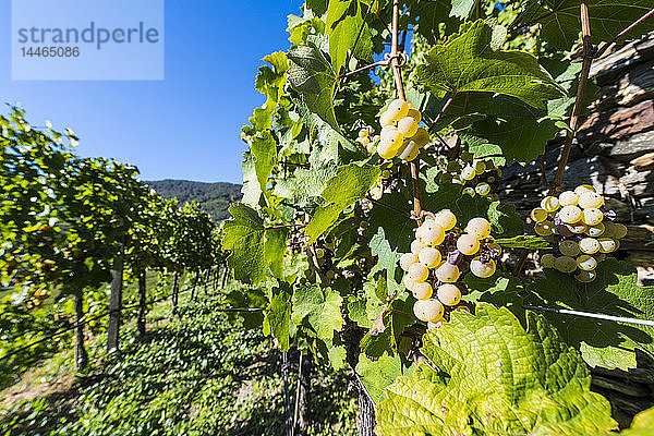 Weinberge mit Blick auf Spitz in der Wachau  UNESCO-Welterbe  Österreich