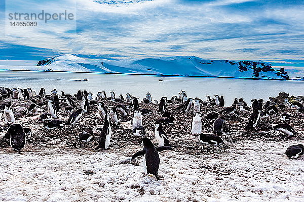 Blick auf Zügelpinguine und Gletscher in der Antarktis  Polarregionen