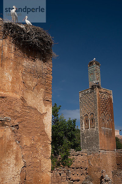 Islamische Ruinen der Chellah-Nekropole  mit nistenden Störchen auf dem zerstörten Minarett und der benachbarten Moschee von Abu Youssef  UNESCO-Weltkulturerbe  Rabat  Marokko  Nordafrika  Afrika