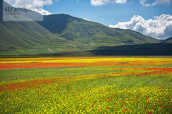 Blühende Blumen auf der Hochebene Piano Grande  Nationalpark Sibillini  Umbrien  Italien