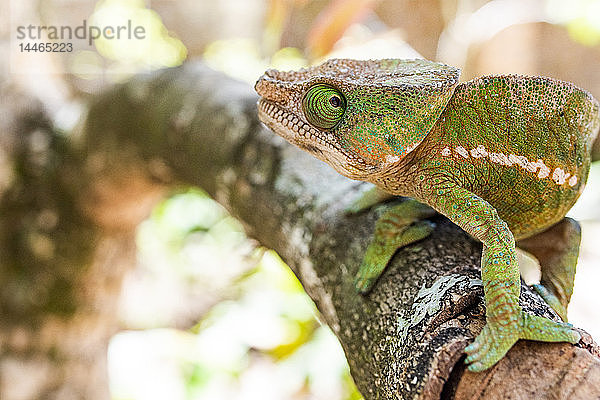 Parsons Chamäleon (Calumma parsonii)  endemisch auf Madagaskar