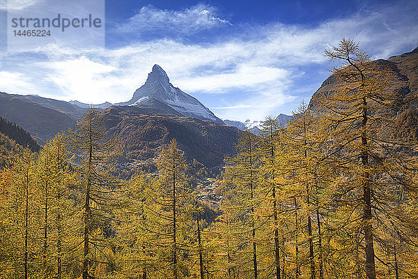 Herbstbäume am Matterhorn in der Schweiz