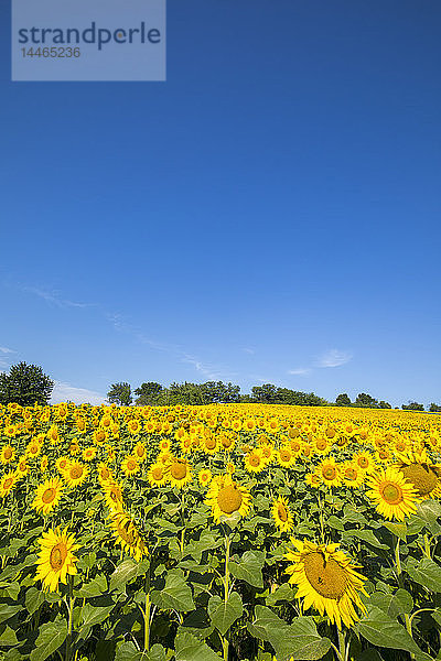 Sonnenblumenfeld im Burgenland  Österreich