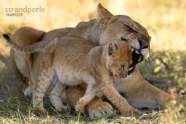 Löwin  die ihr Junges zurechtweist  Masai Mara  Kenia  Ostafrika