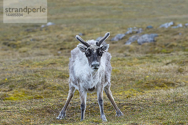 Spitzbergen-Rentier (Rangifer tarandus platyrhynchus) in der Tundra  Insel Spitzbergen  Svalbard-Archipel  Arktis  Norwegen