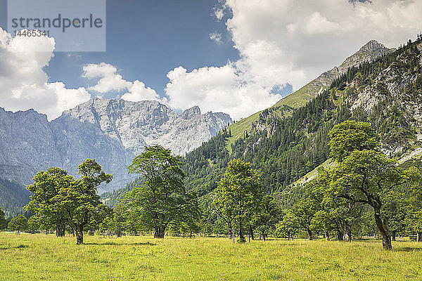 Großer Ahornboden  Ahornbäume  Karwendelgebirge  Naturschutzgebiet  Eng  Hinterriss  Tirol  Österreich  Europa
