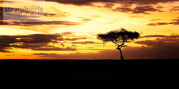 Akazienbaum bei Sonnenuntergang  Masai Mara  Kenia  Ostafrika