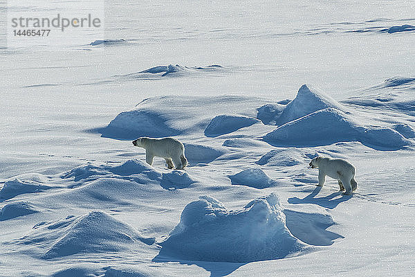 Eisbärenjunge (Ursus maritimus) in der Hocharktis in der Nähe des Nordpols  Arktis  Russland