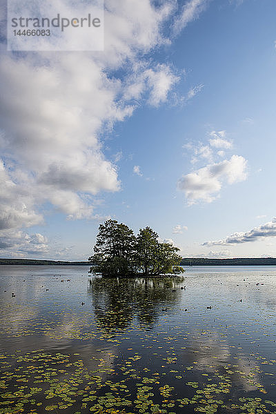 Schweden  Sigtuna  Malaren-See  kleine Insel mit Bäumen am Abend