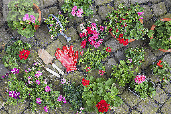 Verschiedene eingetopfte Frühlings- und Sommerblumen  Gartengeräte und Handschuhe auf dem Kopfsteinpflaster  Draufsicht