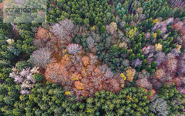 Deutschland  Baden-Württemberg  Schwäbischer Wald  Fils-Tal  Luftbild des Waldes im Herbst