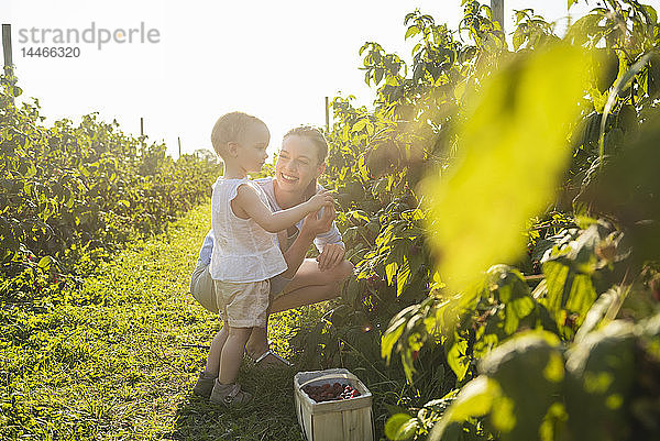 Glückliche Mutter und kleine Tochter pflücken im Sommer Beeren