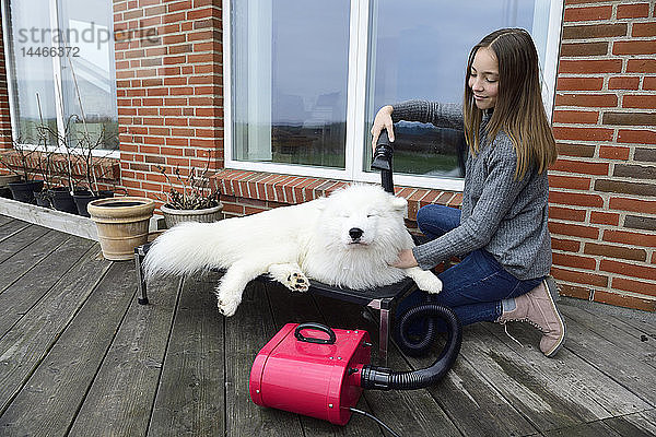 Mädchen föhnt weißen Hund auf der Terrasse