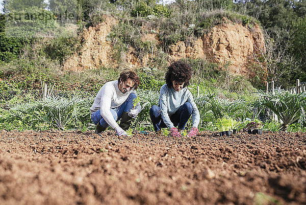 Ehepaar pflanzt Salatsetzlinge im Gemüsegarten