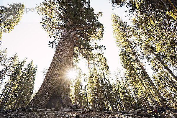 USA  Kalifornien  Yosemite-Nationalpark  Mariposa  Sequoias
