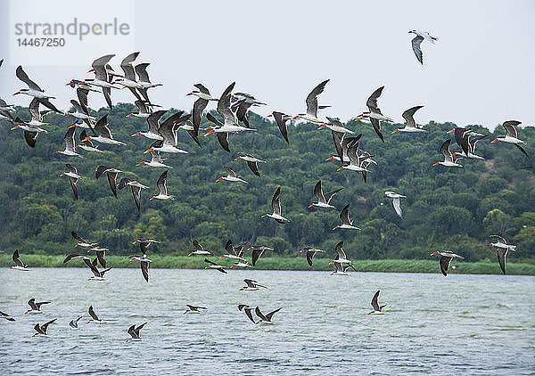 Afrika  Uganda  Riesige Vogelschwärme  Queen-Elizabeth-Nationalpark