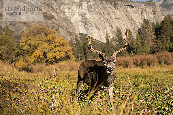 USA  Kalifornien  Yosemite-Nationalpark  Porträt eines Hirsches auf einem Feld