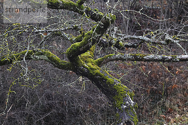 Deutschland  Baum  Äste  Moos im Winter gewachsen