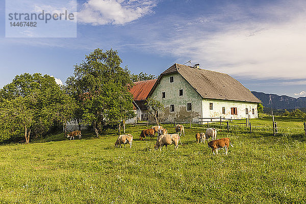 Österreich  Kärnten  altes Bauernhaus und Kühe auf der Weide