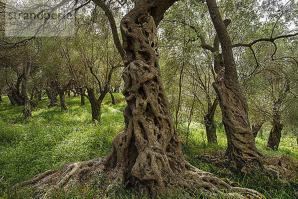 Montenegro  alte Olivenbäume bei Ulcinj