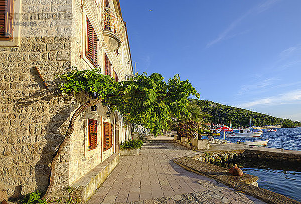 Montenegro  Bucht von Kotor  Lustica  Rose  Hafen