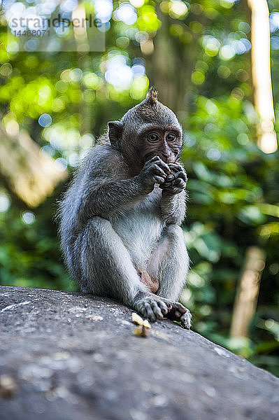 Indonesien  Bali  Heiliger Affenwald  Langschwanzmakakenfresser  Macaca fascicularis