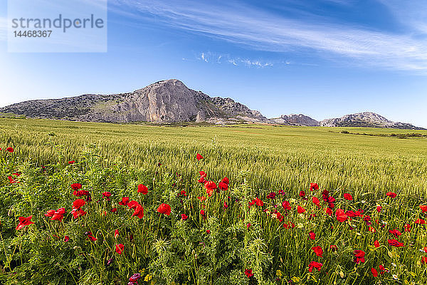 Spanien  Andalusien  Weizenfeld