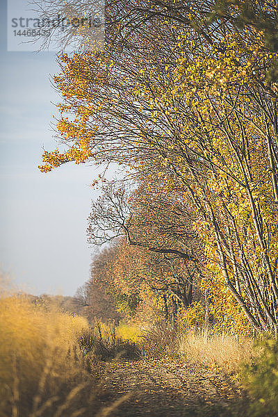 Wald neben dem Spargelfeld im Herbst