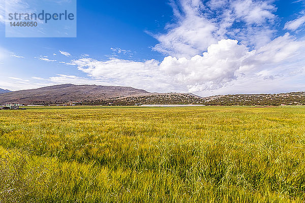 Spanien  Andalusien  Zaffaraya-Tal  Weizenfeld