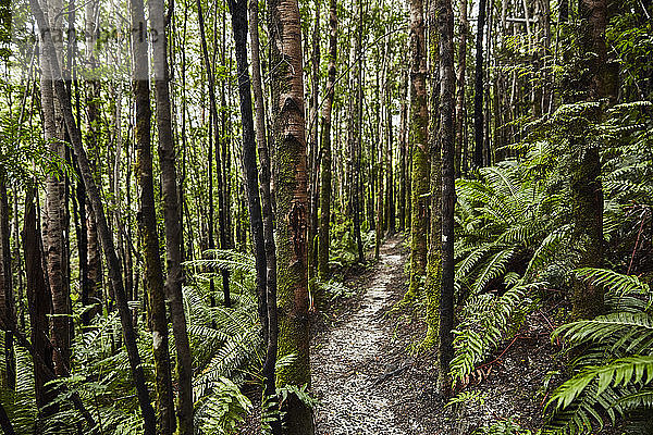 Chile  Chaiten  Parque Pumalin  üppiger Pfad durch den Wald
