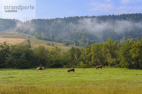 Montenegro  Rozaje  Kühe auf der Weide