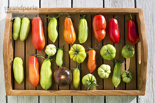 Schale mit verschiedenen Tomaten  Reifestadium  unreif