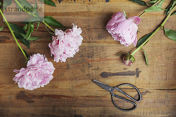 Rosa Pfingstrosen und Scheren auf Holz