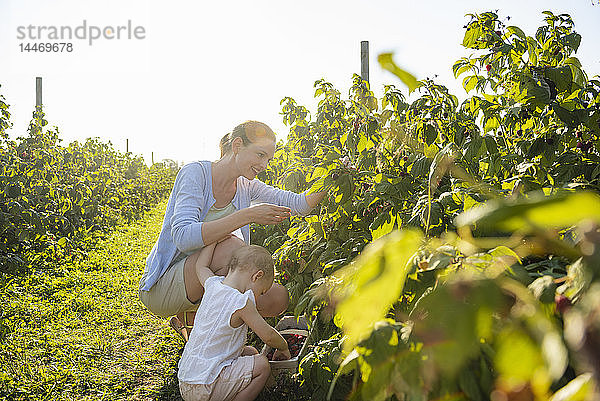 Mutter und kleine Tochter pflücken im Sommer Himbeeren